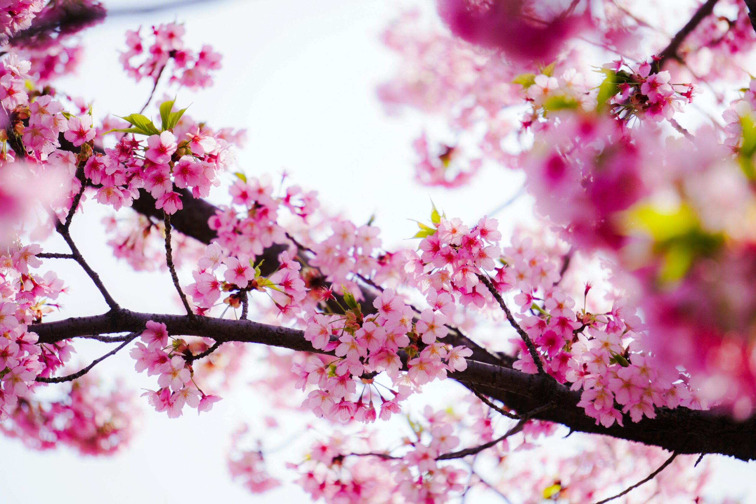 Beautiful cherry blossoms on a branch, showcasing the vibrant colors of spring.